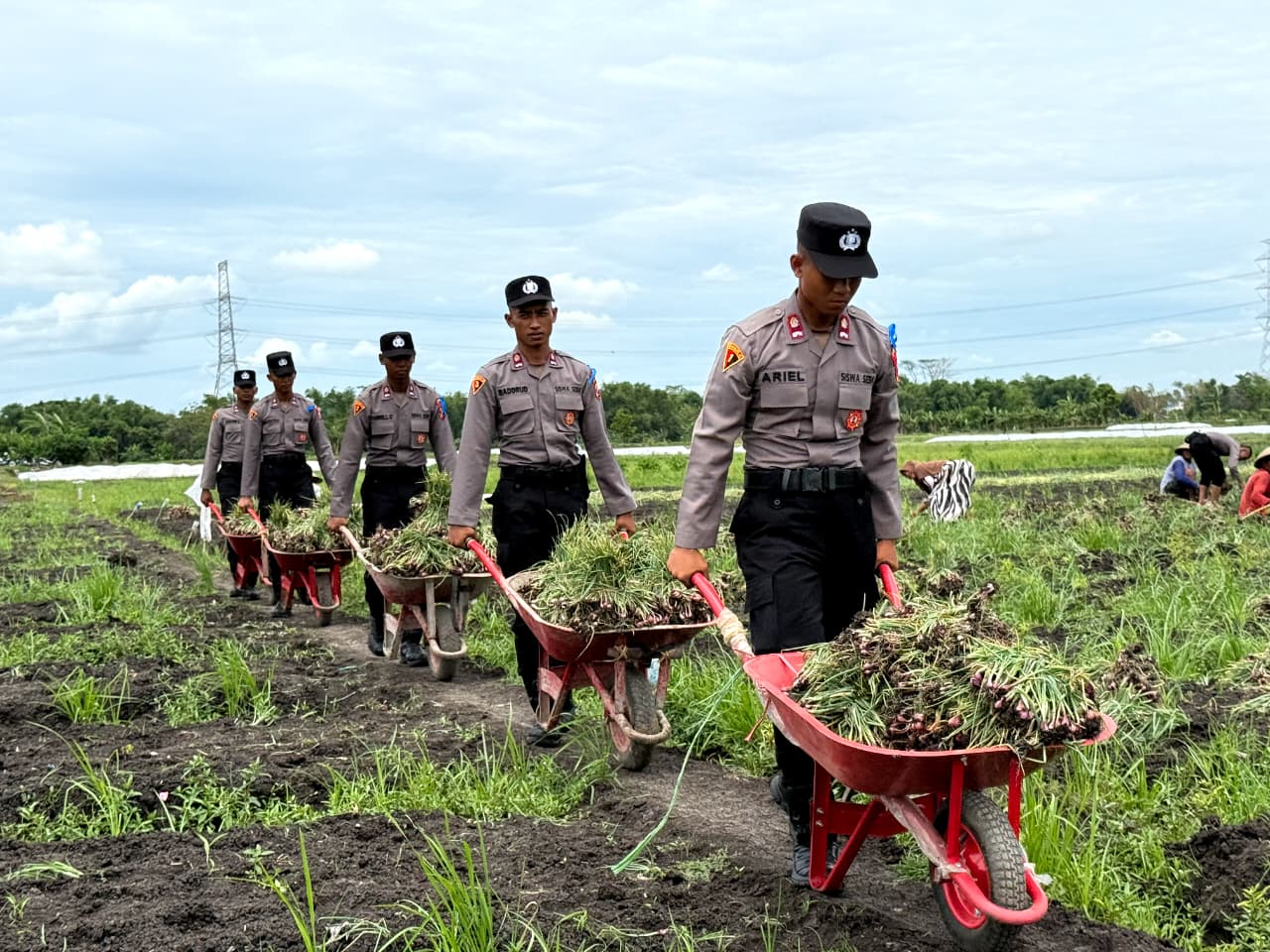 ‘Live In’ : Siswa Diktukba SPN Polda Jatim  Bantu Petani Bawang Merah di Nganjuk