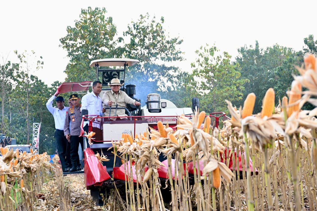 Perkuat Ketahanan Pangan Nasional, Presiden Prabowo Turun Langsung Panen Jagung di Tuban