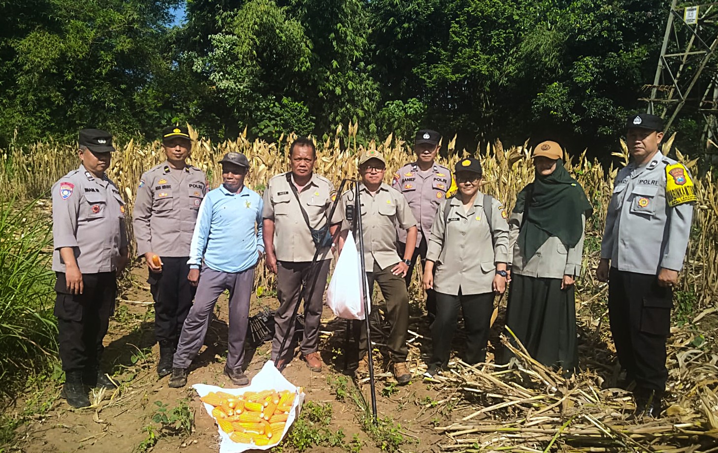 Panen Jagung, Polresta Malang Kota Perkuat Ketahanan Pangan Bersama Petani Kedungkandang