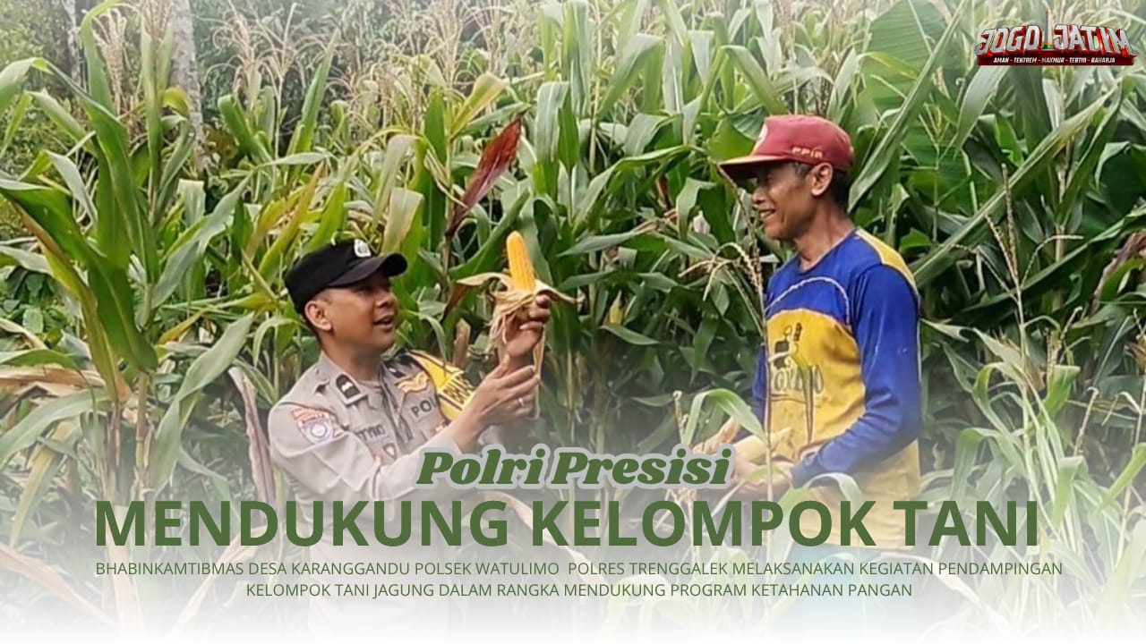 Laksanakan Ketahanan Pangan, Bhabinkamtibmas Karanggandu Lakukan Pendampingan Kelompok Tani Jagung