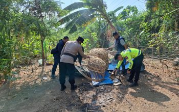 Polsek Waru Bongkar Arena Sabung Ayam di Bungurasih Utara